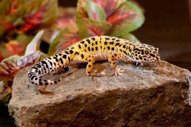 Gecko Léopard juvénile sur roche, animal de compagnie NAC