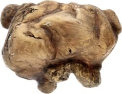 Équipements Recommandés par NAC Expert Reptile Cave Cachette Naturelle pour Reptile/Amphibien